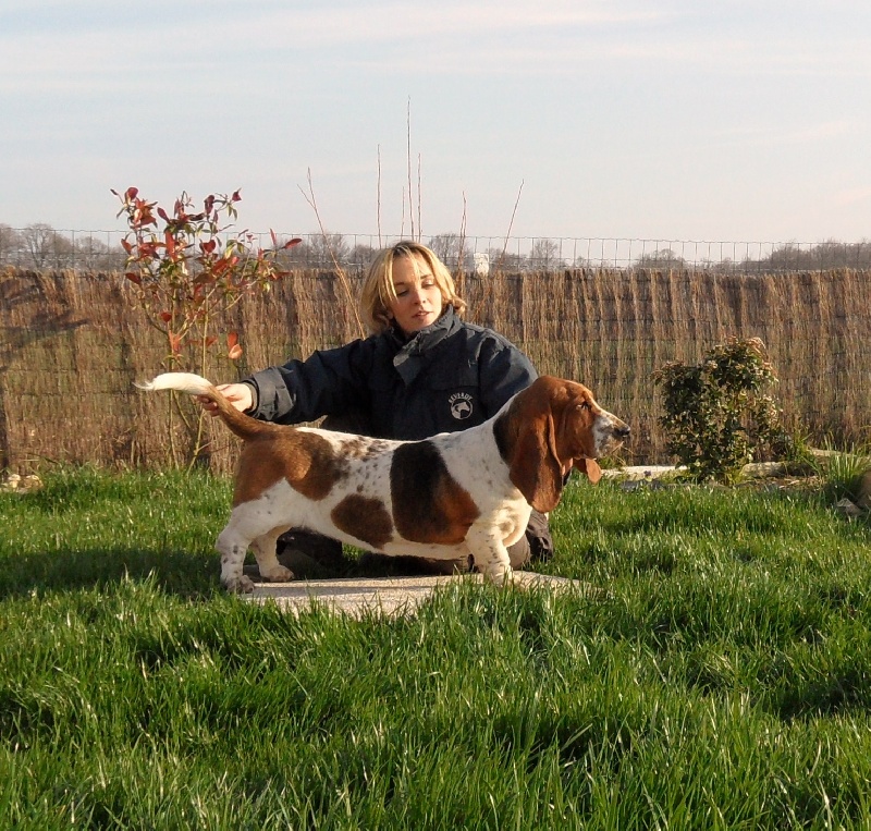 First lady du Haras de la Vergne
