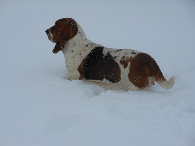 Du Domaine De L'Ange Blanc - chiens adultes disponibles