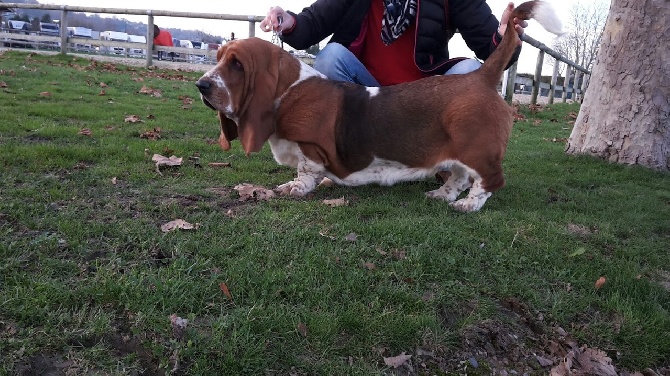 Du Domaine De L'Ange Blanc - jackson meilleur puppy rouen 2014