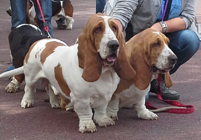 une belle famille hound