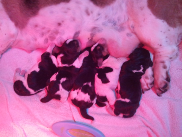 chiots lady et fido septembre 2012